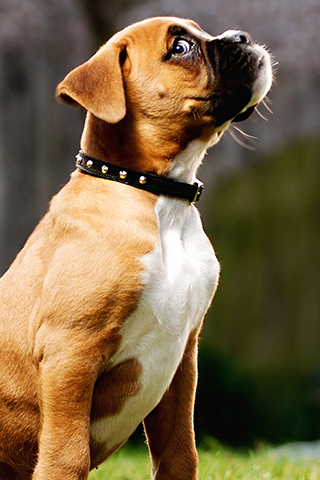 iPhone wallpapers HD: boxer dog breed
